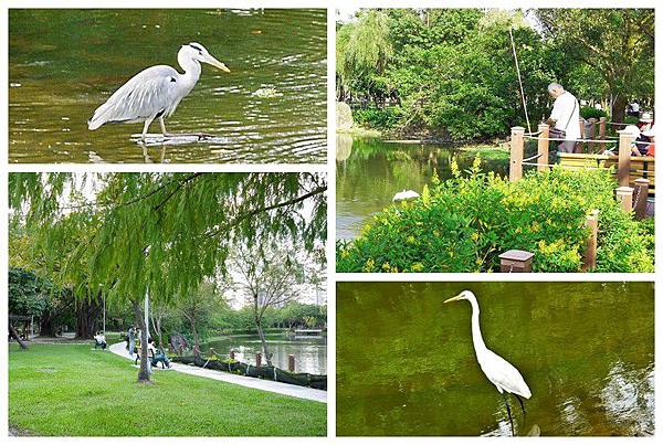 大安森林公園賞鳥趣. (3)