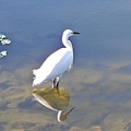 大安森林公園賞鳥趣. (1)