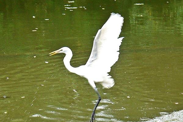 大安森林公園賞鳥趣. (41)