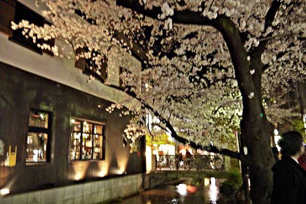 京都~高瀨川夜櫻 (21).jpg