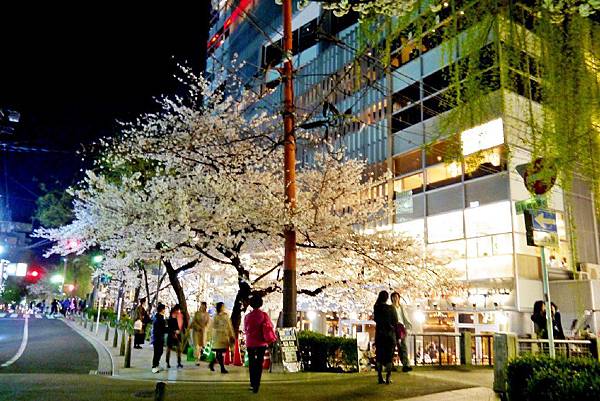 京都~高瀨川夜櫻 