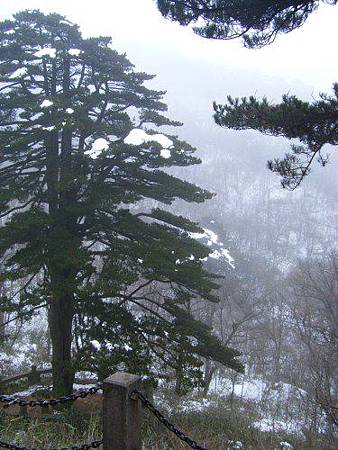 黃山連理