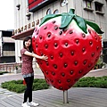 草莓和大草莓拍照