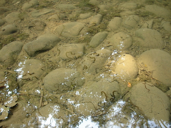 親水公園