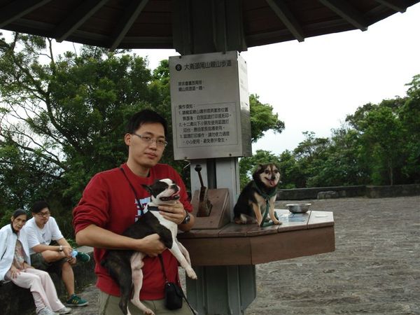 bu, boxing and puppy 