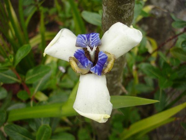 蘭花