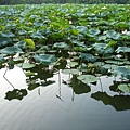 蓮花池