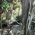 009 rainforest.JPG