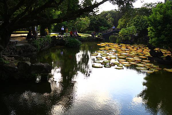 雙溪大王蓮、國父紀念館夜拍 283