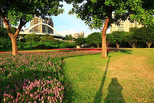 古亭河濱公園地景花海、夜拍 089