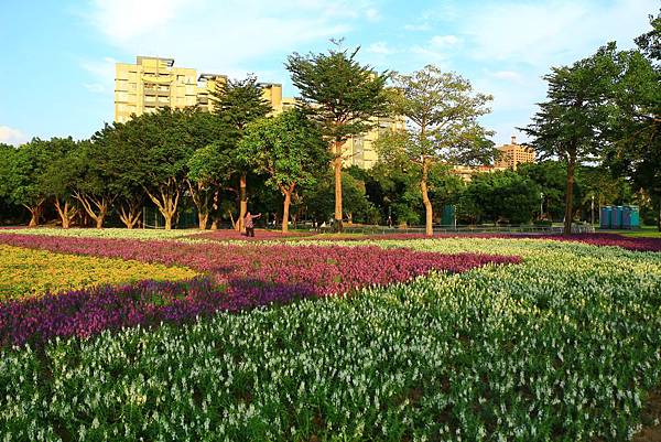 古亭河濱公園地景花海、夜拍 126