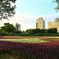 古亭河濱公園地景花海、夜拍 153