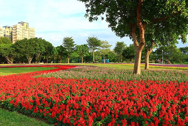 古亭河濱公園地景花海、夜拍 082