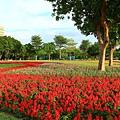 古亭河濱公園地景花海、夜拍 082