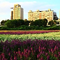 古亭河濱公園地景花海、夜拍 149