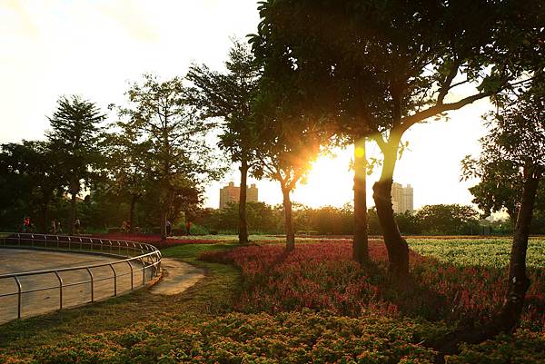 古亭河濱公園地景花海、夜拍 165