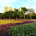 古亭河濱公園地景花海、夜拍 119