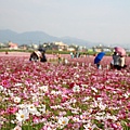 銅鑼杭菊、新社花海節 184