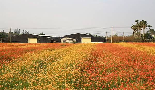 銅鑼杭菊、新社花海節 369