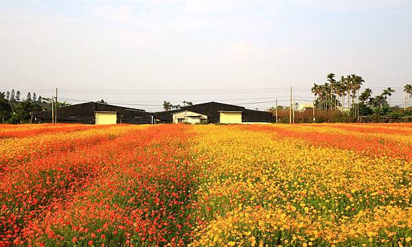 銅鑼杭菊、新社花海節 358