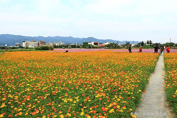 鄉間波斯菊 花海 026