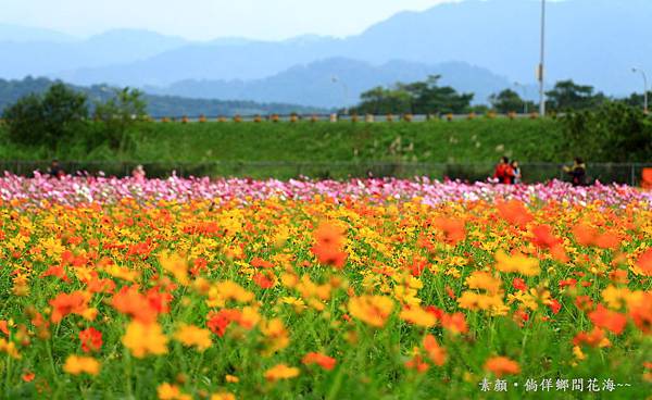 鄉間波斯菊 花海 227