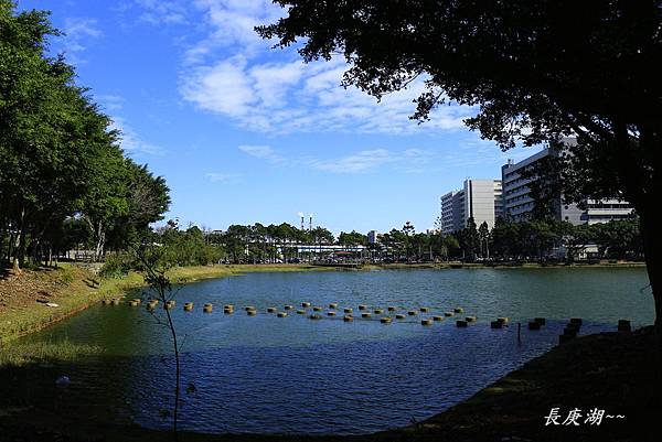 長庚湖，楓樹坑花海三 077