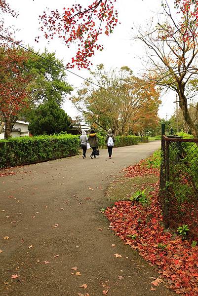 楓紅、美軍宿社區 055