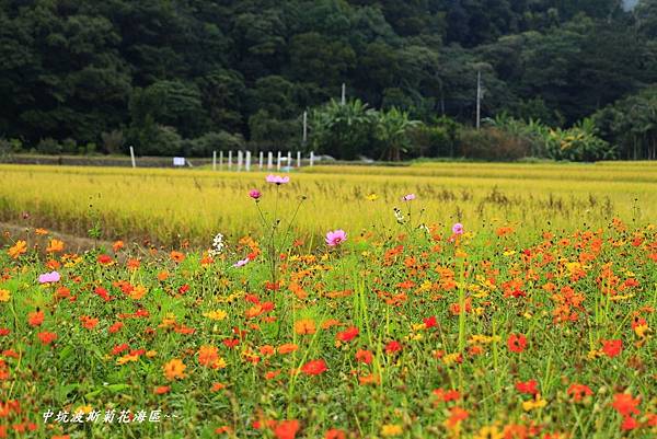 楓樹坑花海二 184