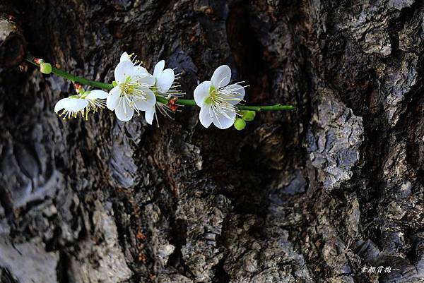 志成公園梅花開了 232