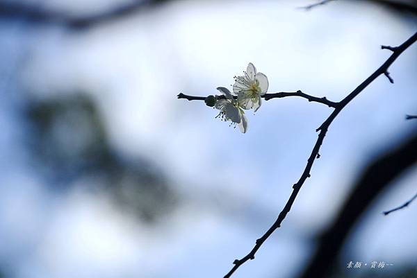 至成公園梅花 049