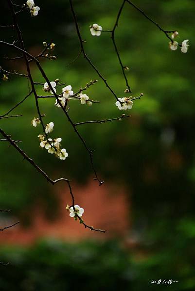 至成公園梅花 157