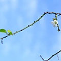 至成公園梅花 053