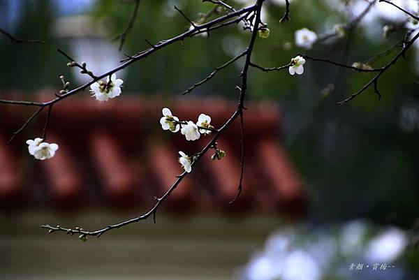 至成公園梅花 162