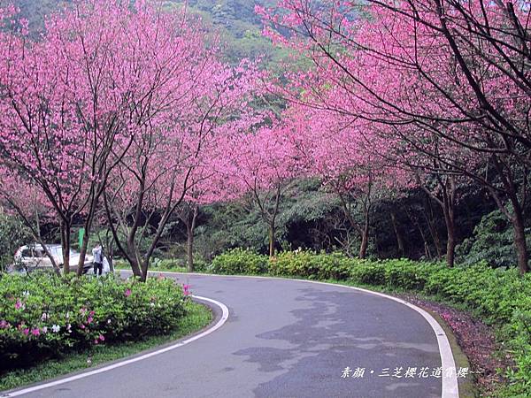 三芝楓樹湖一日遊 546