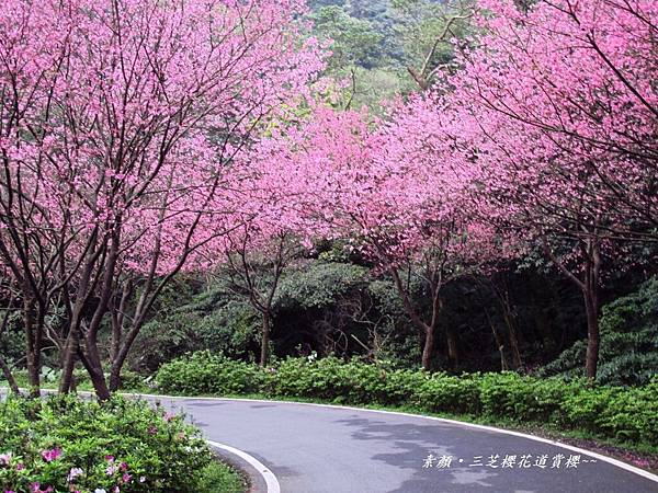 三芝楓樹湖一日遊 540