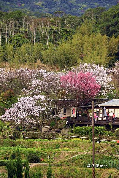 湖山綠地、頂坪櫻田 008 (297)