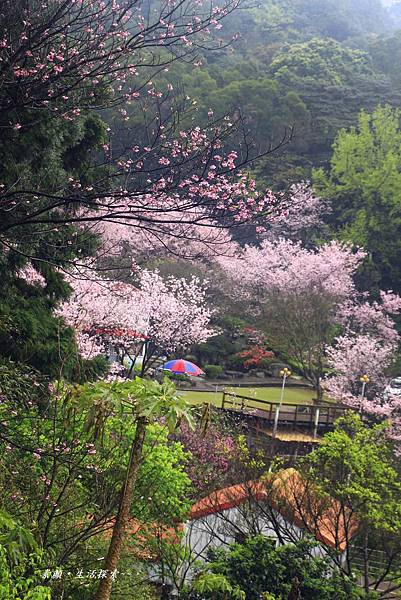 三芝吉野櫻民宅、楓樹湖 901