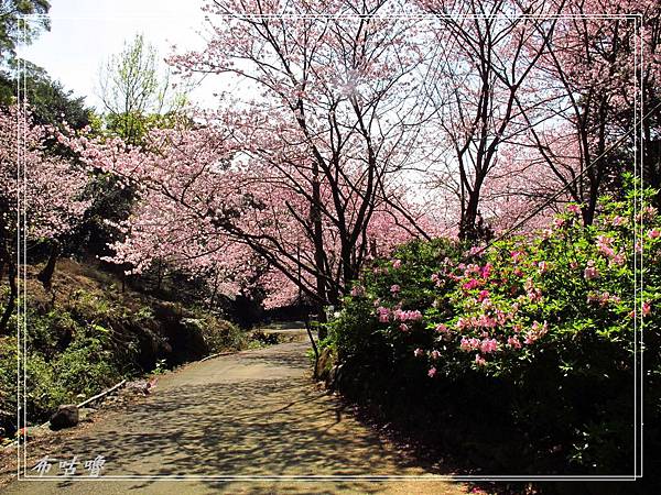 三芝 民宅驚艷吉野櫻 188