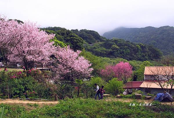 三芝 民宅驚艷吉野櫻 395