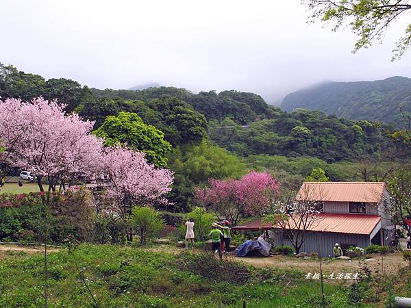 三芝 民宅驚艷吉野櫻 401