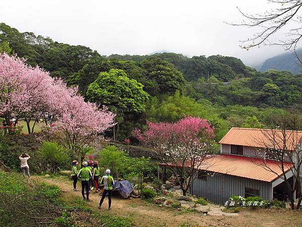 三芝 民宅驚艷吉野櫻 404