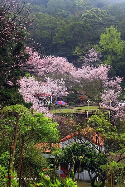 三芝吉野櫻民宅、楓樹湖 906