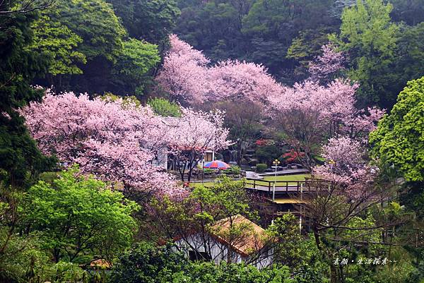 三芝吉野櫻民宅、楓樹湖 917.JPG