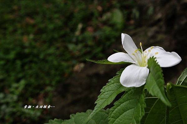 鳶山桐花 128