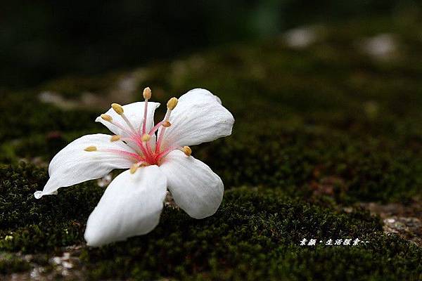 鳶山桐花 186