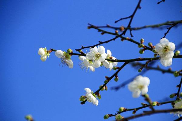 至成公園梅花 046