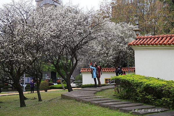 志成公園梅花開了 010