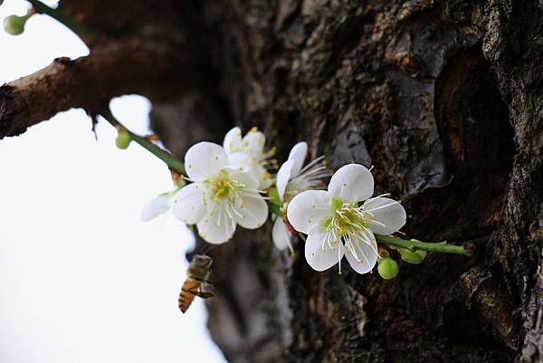 志成公園梅花開了 033