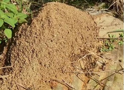 蟻丘.jpg 蟻丘.jpg